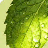 Mentha spicata